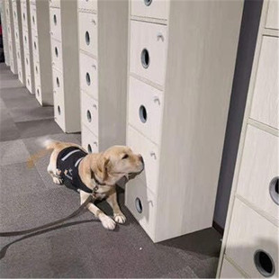 多功能立体气味搜索墙训练系统 模拟传输装 置 追踪血迹板 气味墙