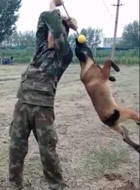 拉不断带绳大号训练球 星记玩具球 妙想发泡球 训犬专用大绳球