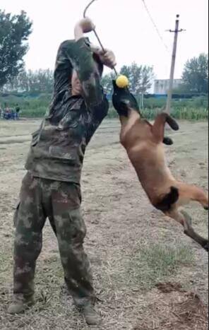 拉不断带绳大号训练球 星记玩具球 妙想发泡球 训犬专用大绳球