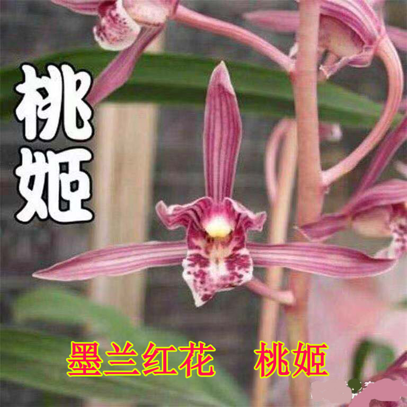 兰花高档名贵绿植盆栽包邮