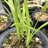 精品兰花苗春剑青蓝艺先明艺经典 红花绿植盆栽