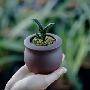 精品兰花苗矮种珍珠龙袖 珍精致绿植盆栽