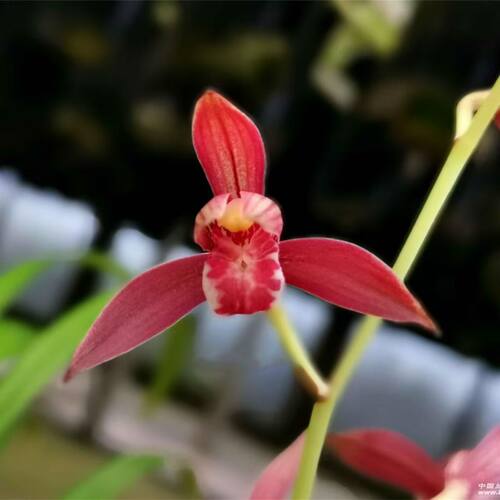 兰花苗精品名贵花卉建兰经典红花好日子夏季带花苞阳台绿植