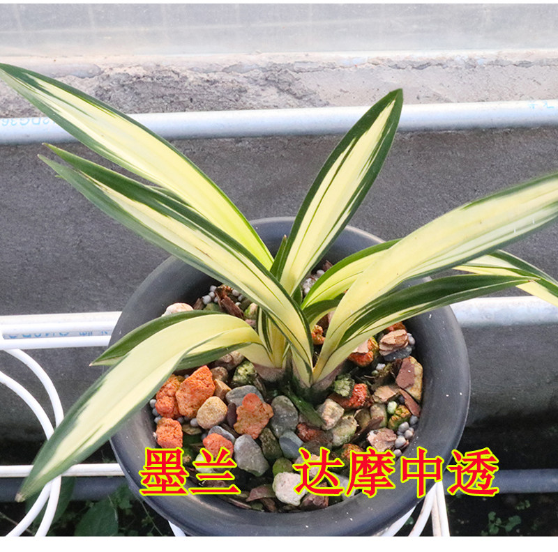 高档兰花高档名贵兰花绿植盆栽