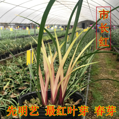 兰花市长红漂亮高档绿植盆栽包邮