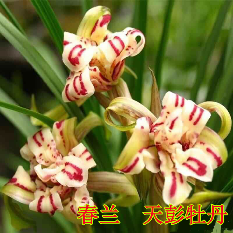 绿植漂亮兰花名贵盆栽