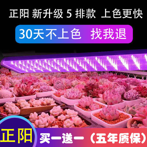 正阳上色防徒专用led多肉补光灯