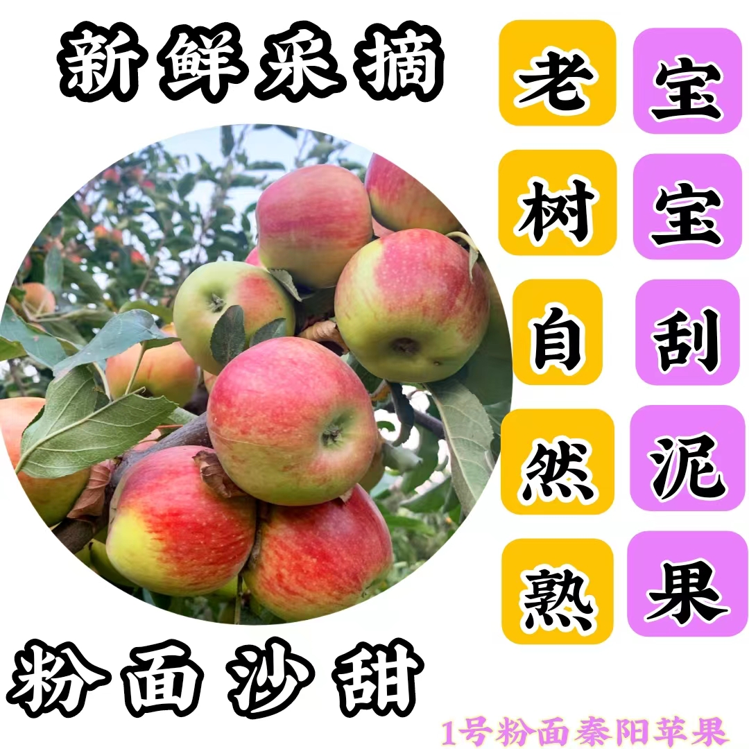 粉面苹果陕西秦阳嘎啦红星秦冠
