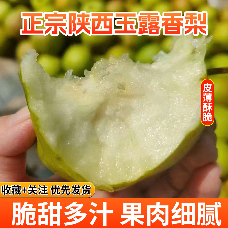 2024陕西正宗玉露香梨新鲜孕妇水果当季礼盒装脆甜多汁翡翠梨爆甜