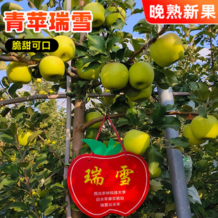 西北农林研发瑞雪苹果脆甜无添加不打蜡洗洗带皮吃国光陕西青苹果