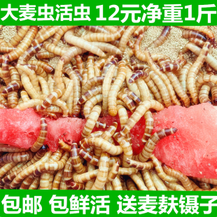 大麦虫活虫500g鲜活面包虫黄粉虫金龙鱼饲料活体八哥画眉鸟食虫子