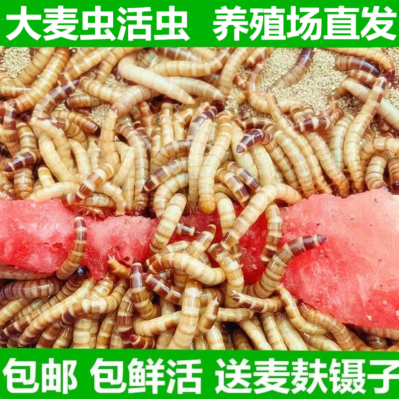大麦虫500g鲜活面包金龙鱼饲料