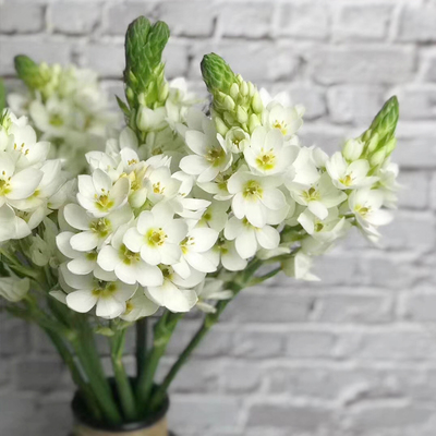 正品大花雀梅种球秋冬季球根