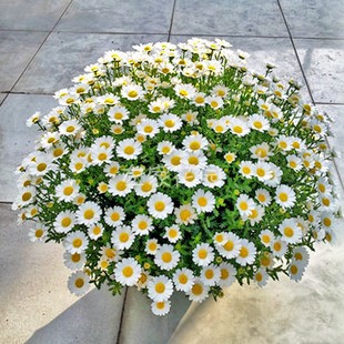 球迷花园白晶菊种子白色黄芯观赏花卉菊花种子景观小白菊易种秋播