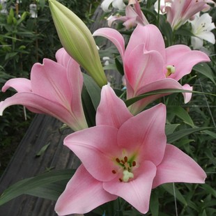 LO铁炮百合种球大全 进口喇叭百合花种子多年生耐寒易复花易养