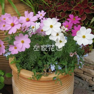 球迷花园 混色波斯菊盆栽花卉种子波斯菊矮杆管状混色四季易种