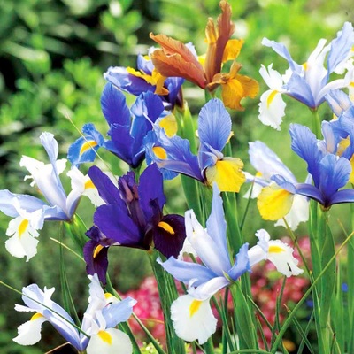 荷兰进口鸢尾种球包对版