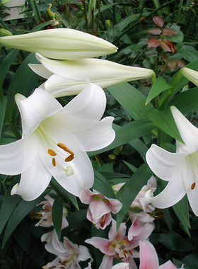 百合种球 LO铁炮多头百合花种子 white triumphator 白特里昂菲特