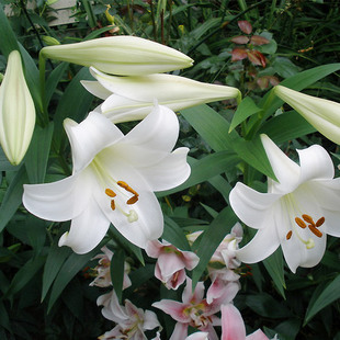 百合种球 LO铁炮多头百合花种子 white triumphator 白特里昂菲特