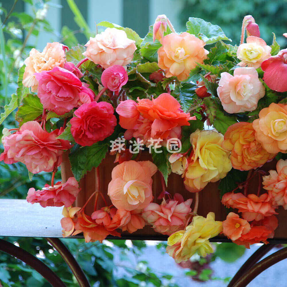 球迷花园进口垂吊夫妻海棠种球球根海棠花种子阳台多年生球根花卉