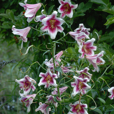 OT百合种球大全香水庭院百合