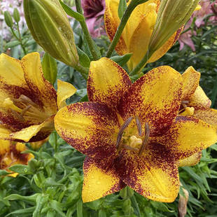 单球装进口LA百合种球多头花种子盆栽庭院多年生球根易复花