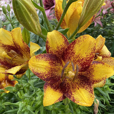 单球装进口LA百合种球多头