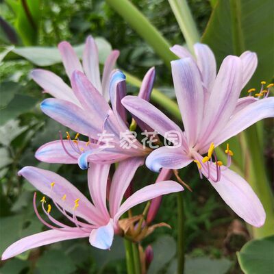 左家花园彼岸花种球石蒜花盆栽彼岸花种子多年生庭院阳台盆栽花 左家花园官方店 淘优券