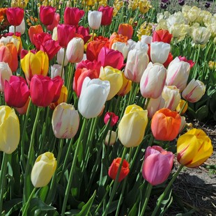 庭院阳台盆栽花卉新手易养 进口球 球迷花园 5度球 5个郁金香种球