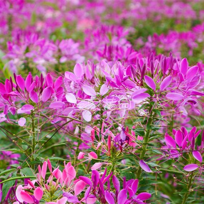 左家花园混色高杆四季易活醉蝶花