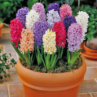 球迷花园 3个风信子种球多球装大球室内水养土培盆栽冬季开花易养