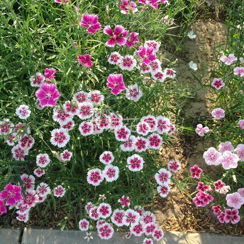 五彩石竹花种子球迷花园四季易种室内盆栽多年生花卉室外庭院种籽