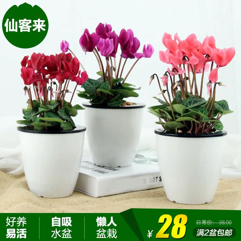 仙客来盆栽花卉大苗水培绿植客厅室内办公室桌面盆景四季开花植物|msdalam kategori penghantaran bunga/bunga simulasi/tumbuhan berkebun, bunga/Tumbuh-tumbuhan tumbuh-tumbuhan pasu (baru), bunga - dari Buy2taobao.com untuk memberikan perkhidmatan ejen Taobao profesional membeli