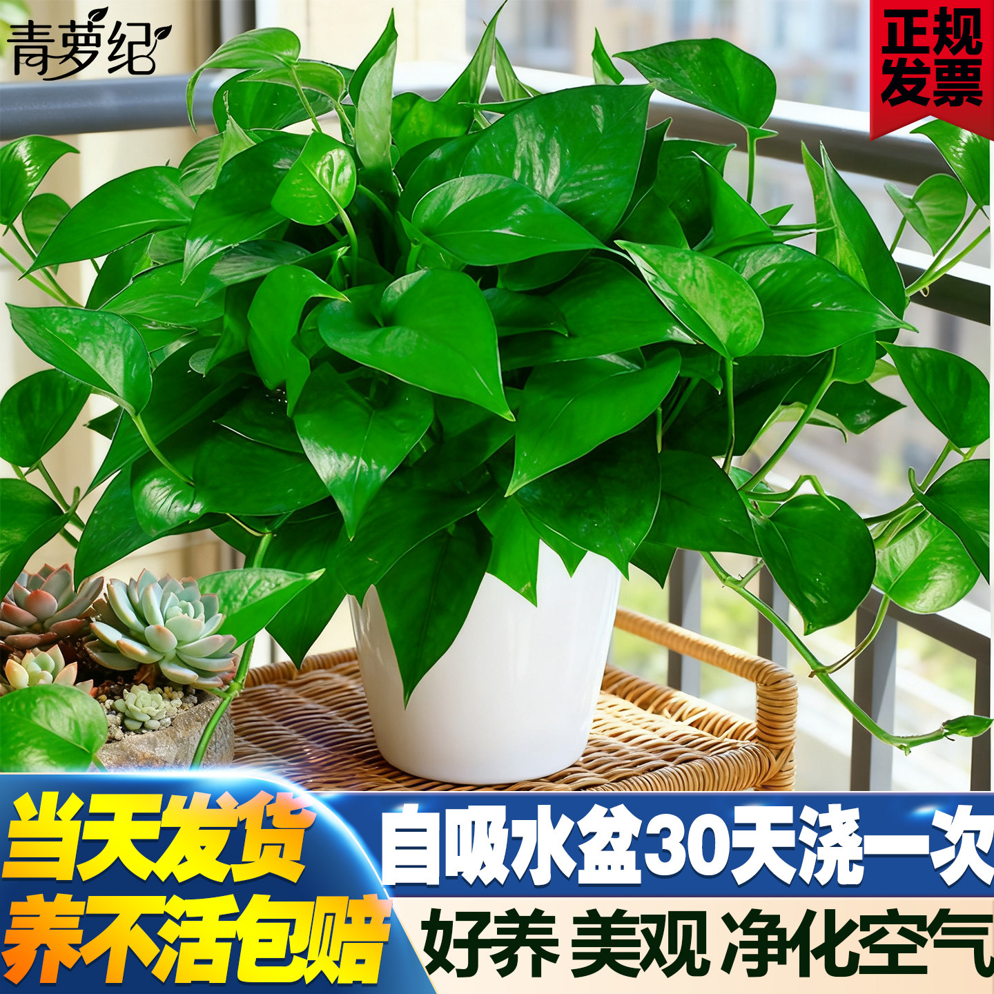 新房优航绿萝盆栽室内客厅绿植花卉家用净化空气长藤绿箩植物吊兰