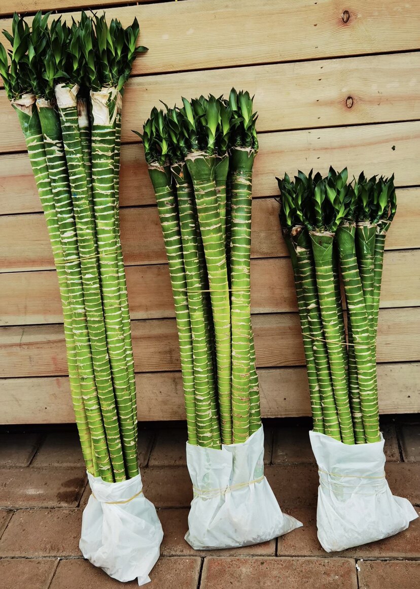 带根龙竹罗汉竹转运竹水培富贵竹招财竹办公室内水养植物净化空气