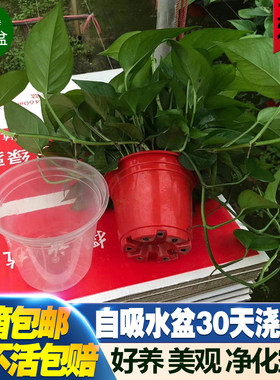绿航绿萝长藤自吸水盆室内好养活