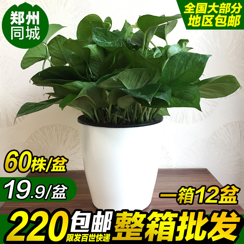 绿萝长藤航吊兰自吸水盆栽新房室内吸去甲醛植物净化空气绿植花卉