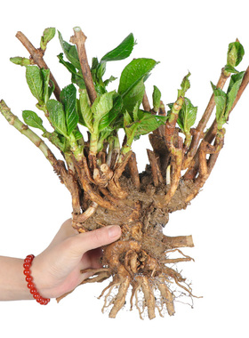 耐寒10年老桩无尽夏绣球花苗阳台庭院盆地栽种植室内八仙花苗植物