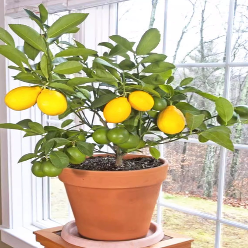 柠檬树苗香水柠檬苗树盆栽地栽四季室内阳台南方北方食用水果树苗