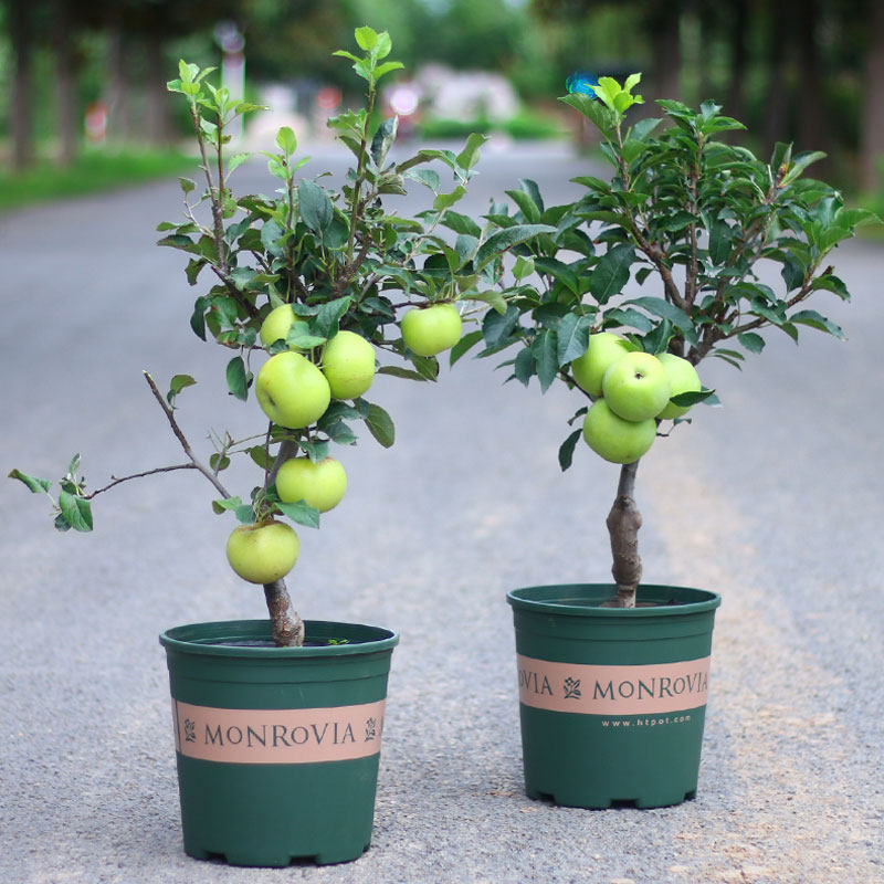 26元8年矮化苹果当年结果室内外南北方种植