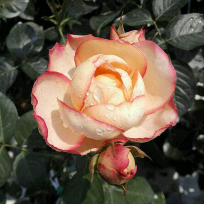 新品伊芙系列伊芙古典香水月季花苗超大花朵阳台浓香庭院花卉植物