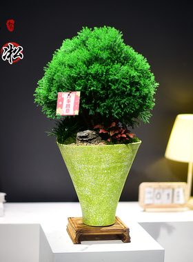 雾松大盆栽绿植室内四季常青艺术盆景美化空间桌面植物好养盆景