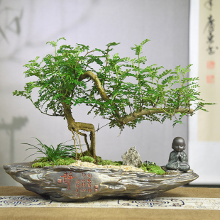禅意/意境 飘枝清香胡椒木盆栽造型中式古风植物室内观赏盆景绿植