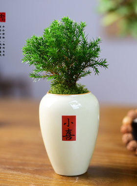 雾松盆栽绿植雾凇盆景客厅办公室内桌面新中式绿植小摆件懒人好养