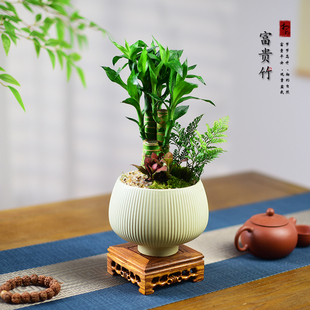 富贵竹盆栽室内绿植节节高中式植物艺术盆景好养寓意四季常青送礼