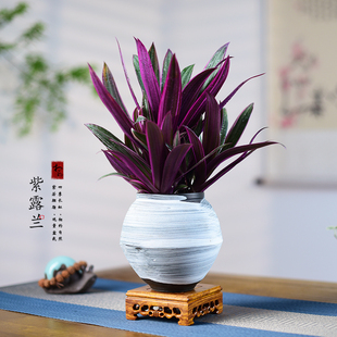 紫露兰盆栽网红植物好养油画婚礼吊兰花卉桌面多肉办公室绿植送礼