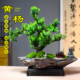 黄杨盆景造型树老桩室内中式桌面装饰绿植盆栽观赏盆栽美观送礼物