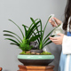 君子兰盆栽客厅办公盆景兰花绿植观花观叶植物花卉装 饰四季 常青