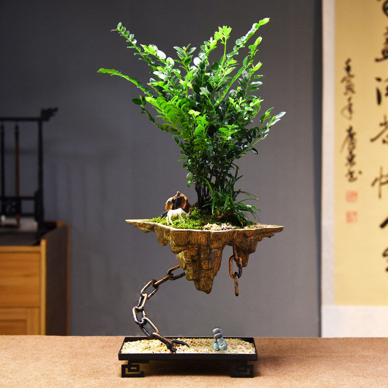 天空之城小叶紫檀黑骨茶盆景盆栽客厅办公室造型绿植物四季好养活