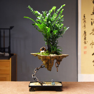 天空之城小叶紫檀黑骨茶盆景盆栽客厅办公室造型绿植物四季好养活